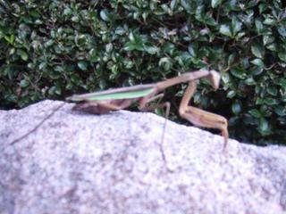 DSCF4741.jpg