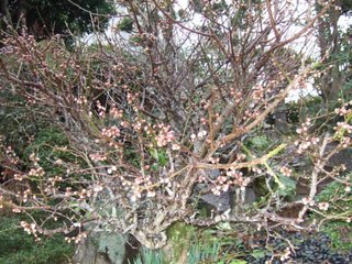 DSCF7477.jpg