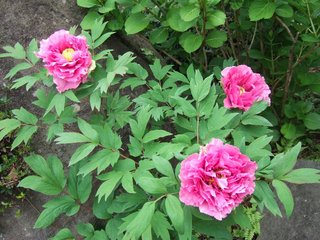 DSCF8680_800x600.jpg